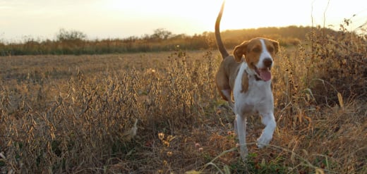 Load image into Gallery viewer, Acana SINGLES Grain Free Dog Food - Lamb with Apple 🍁
