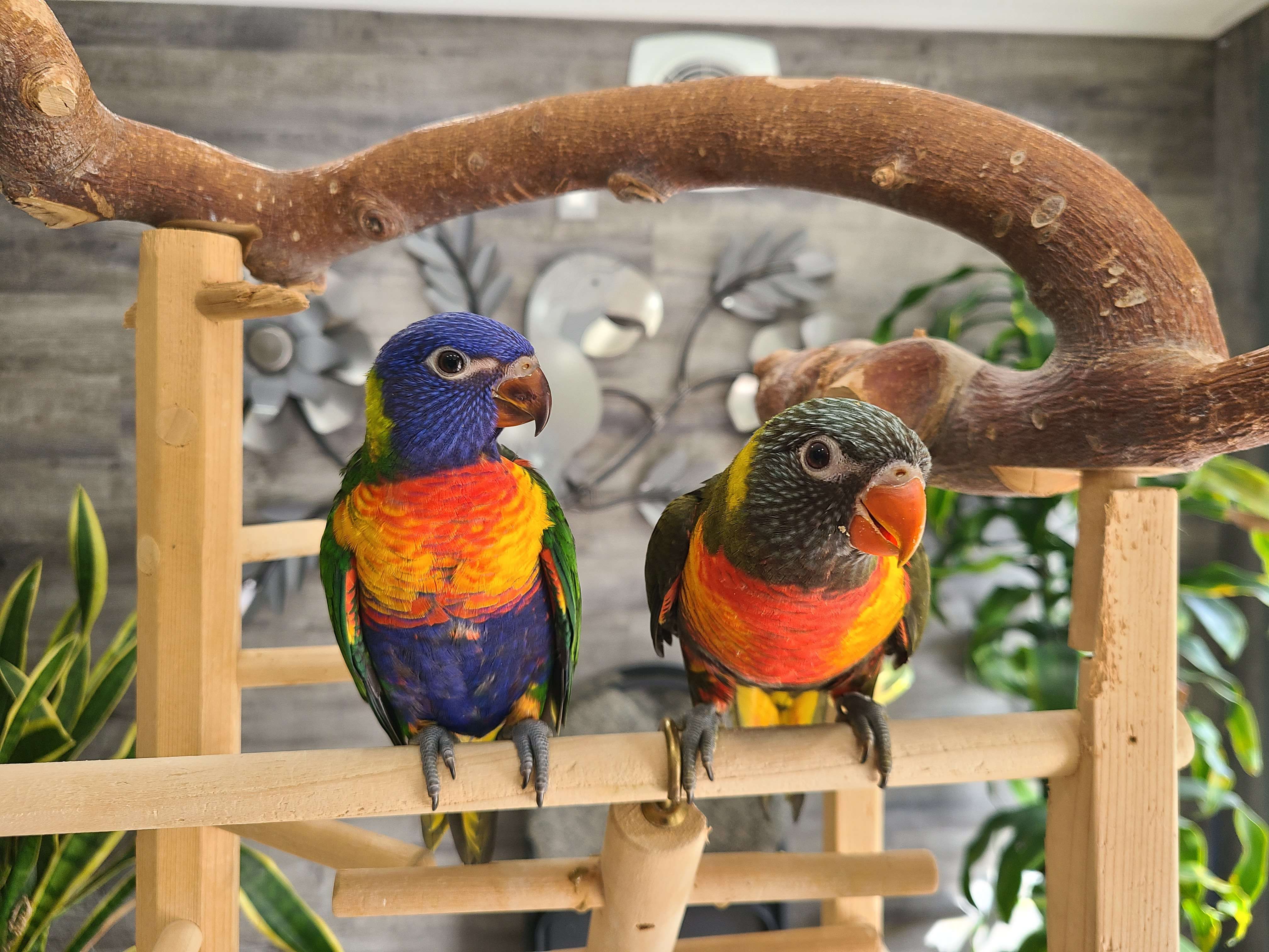 Rainbow Lorikeets
