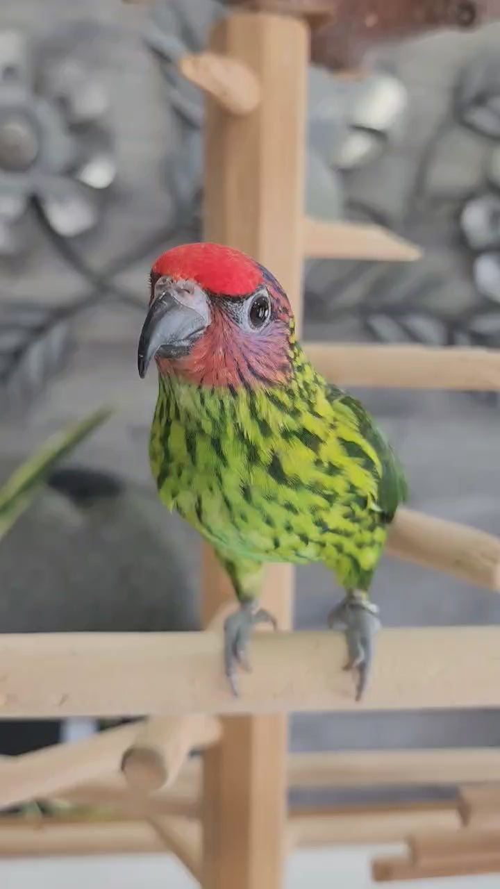 Load and play video in Gallery viewer, Hand Fed Goldie's Lorikeet - Psitteuteles goldiei
