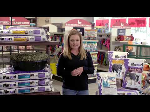 Load and play video in Gallery viewer, Mazuri Active Adult Mini Pig Food - 25 lbs