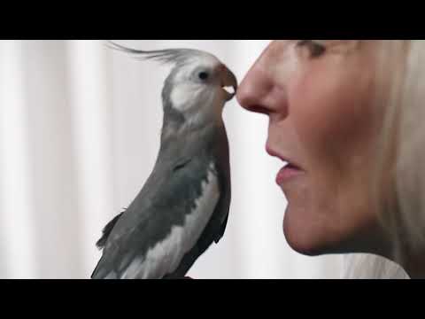 Load and play video in Gallery viewer, ZuPreem Real Rewards Tropical Mix Large Bird Treat - 170g DISCONTINUED