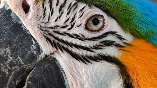 Load and play video in Gallery viewer, Goldenfeast Tropical Fruit Mix