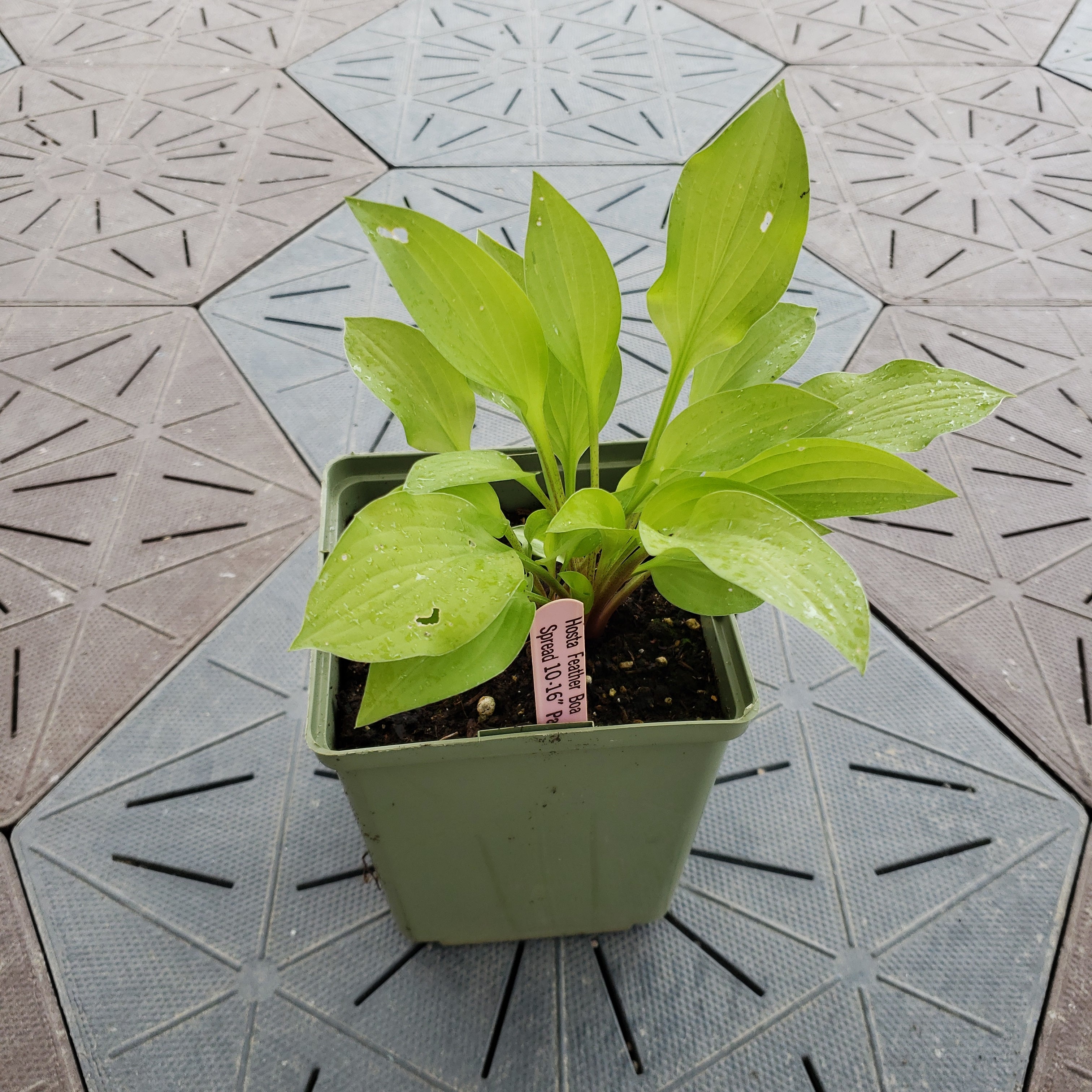 Feather Boa Hosta For Sale St. Clements Ontario Canada Exotic Wings and Pet Things Inc