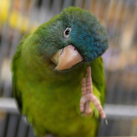 Load image into Gallery viewer, Hand Fed Blue Crowned Conure - Thectocercus acuticaudatus