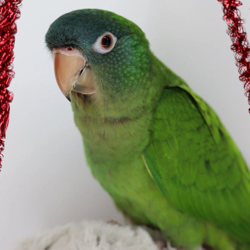 Load image into Gallery viewer, Blue Crowned Conure - Exotic Wings and Pet Things