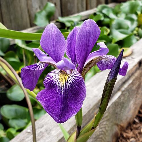 Load image into Gallery viewer, Blue Water Iris | Iris versicolor