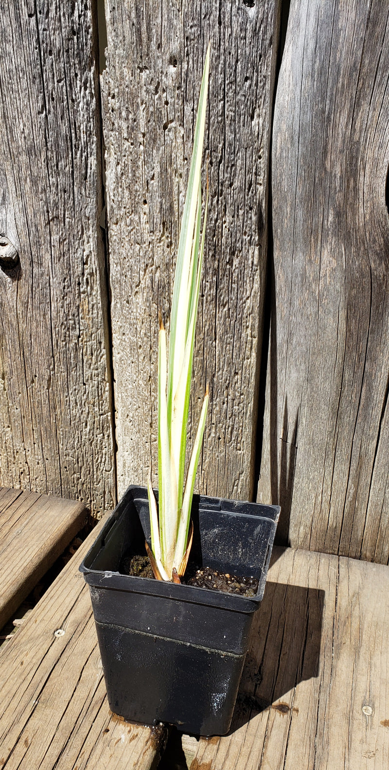 Load image into Gallery viewer, Variegated Water Iris | Iris laevigata 'Variegata'