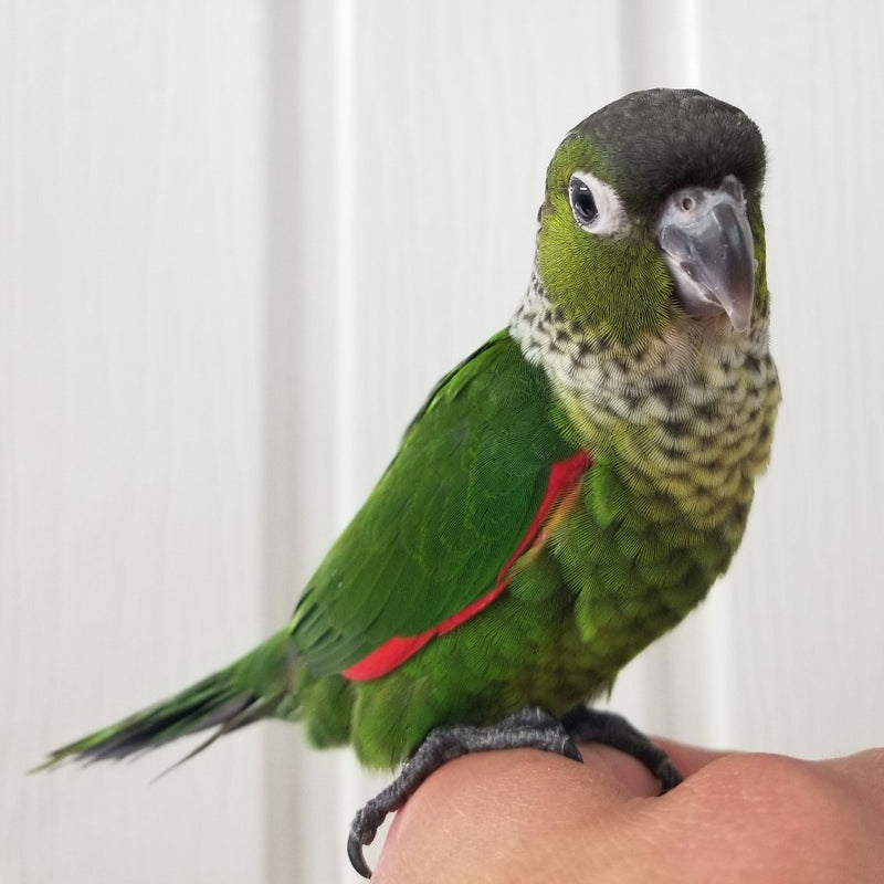 Load image into Gallery viewer, Hand Fed Black Capped Conure - Pyrrhura rupicola