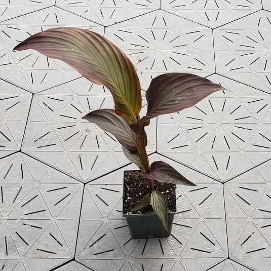 Cannova 'Bronze Scarlet' | Canna Lily | Tropical Plant