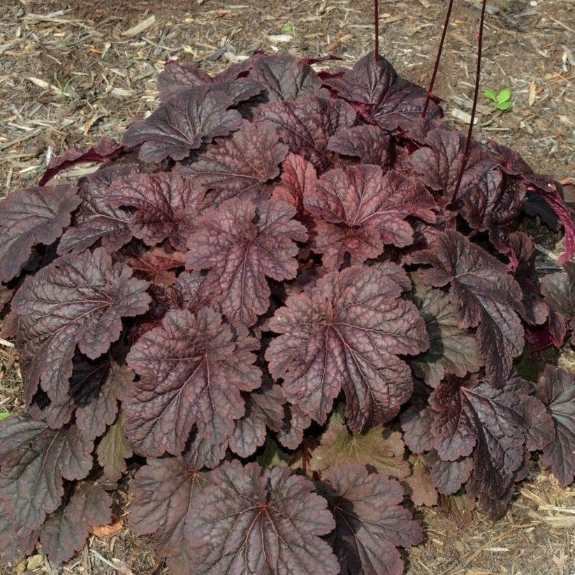 Brownies Coral Bells Heritage Heuchera 1 Gal
