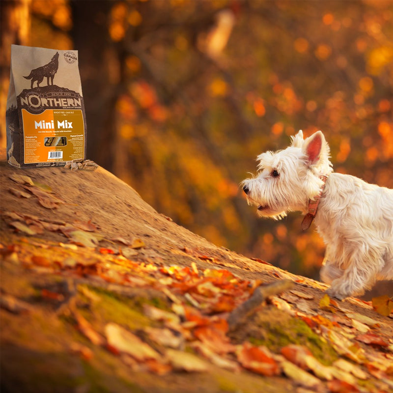 Load image into Gallery viewer, Northern Biscuit Vegan Mini Mix Pumpkin Pie & Peanut Crunch - 450g Case 🍁