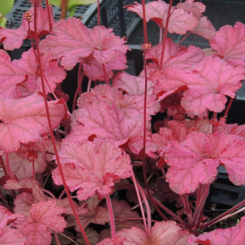 Load image into Gallery viewer, Berry Smoothie | Coral Bells 1 Gal