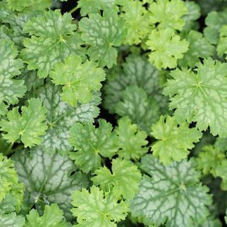 Load image into Gallery viewer, Apple Crisp | Coral Bells 1 Gal