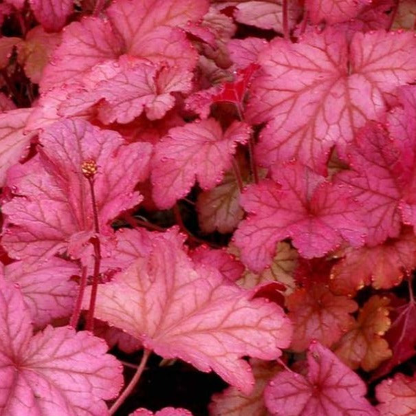 Load image into Gallery viewer, Berry Smoothie | Coral Bells 1 Gal