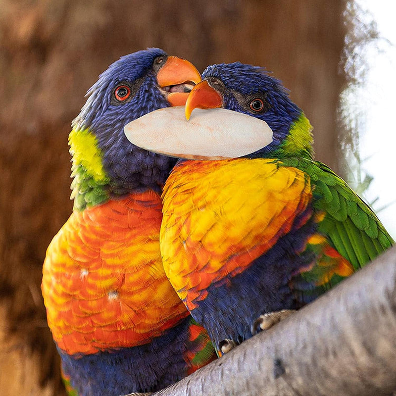 Load image into Gallery viewer, Cuttlebone for Birds & Reptiles - Great for Calcium