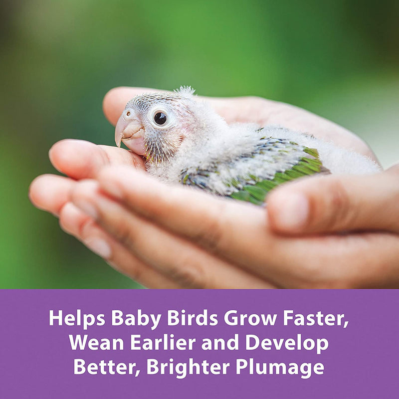 Load image into Gallery viewer, Kaytee Exact Hand-Feeding Formula for Baby Birds
