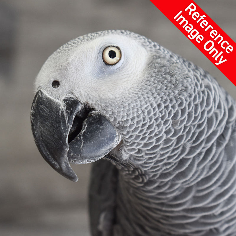 Load image into Gallery viewer, Hand Fed African Grey - Psittacus erithacus