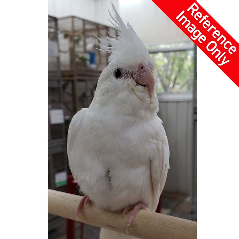 Load image into Gallery viewer, #Mutation_Albino