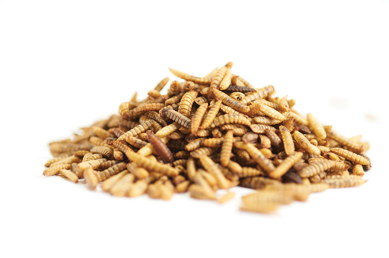 Load image into Gallery viewer, Bird Grubs - Black Solder Fly ๐