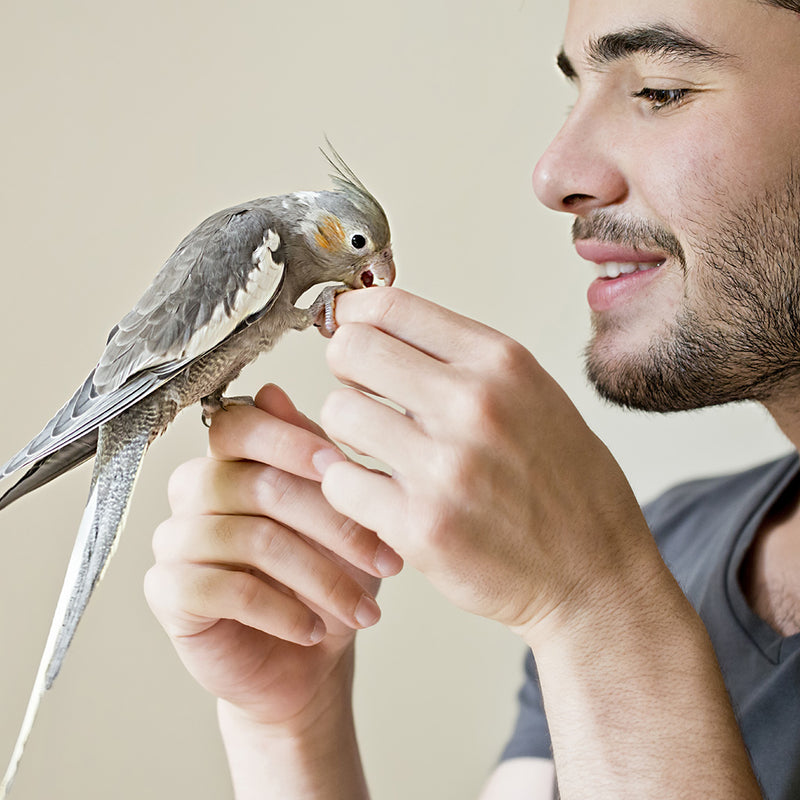 Load image into Gallery viewer, Avian Consulting