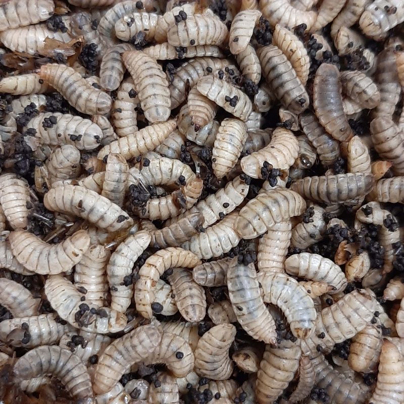 Load image into Gallery viewer, Live Black Soldier Fly Larvae - "EXTREME Worms"