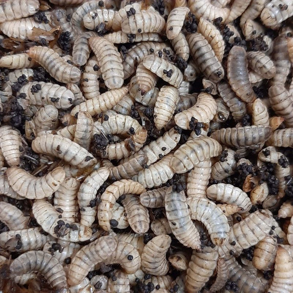 Live Black Soldier Fly Larvae - "EXTREME Worms"