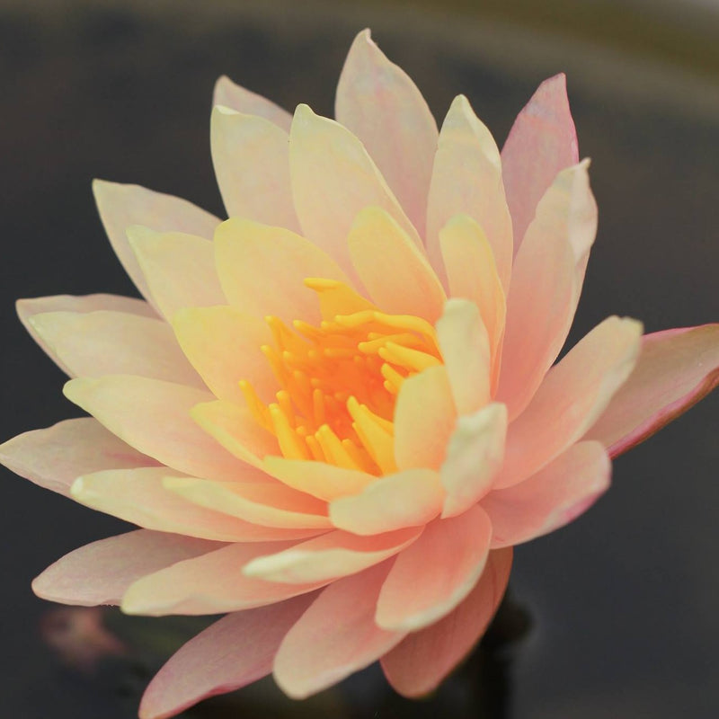 Load image into Gallery viewer, Barbra Dobbins | Nymphaea | Water Lily
