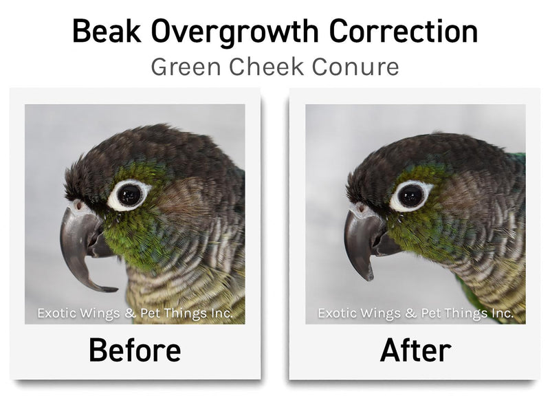 Load image into Gallery viewer, Bird Grooming Appointments