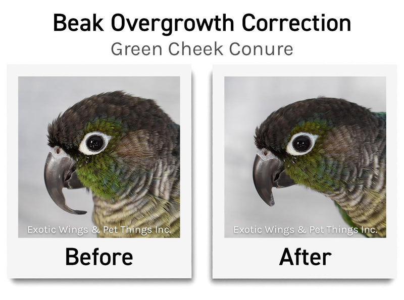 Bird Grooming Appointments