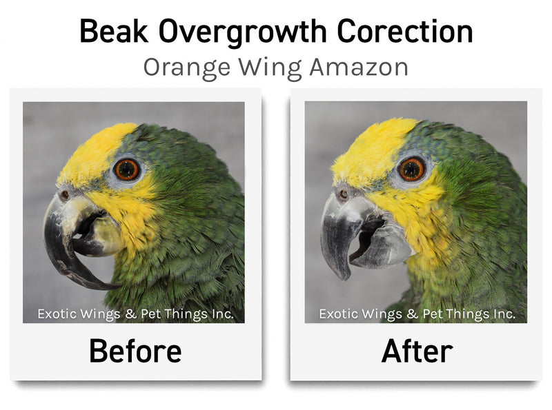 Load image into Gallery viewer, Bird Grooming Appointments
