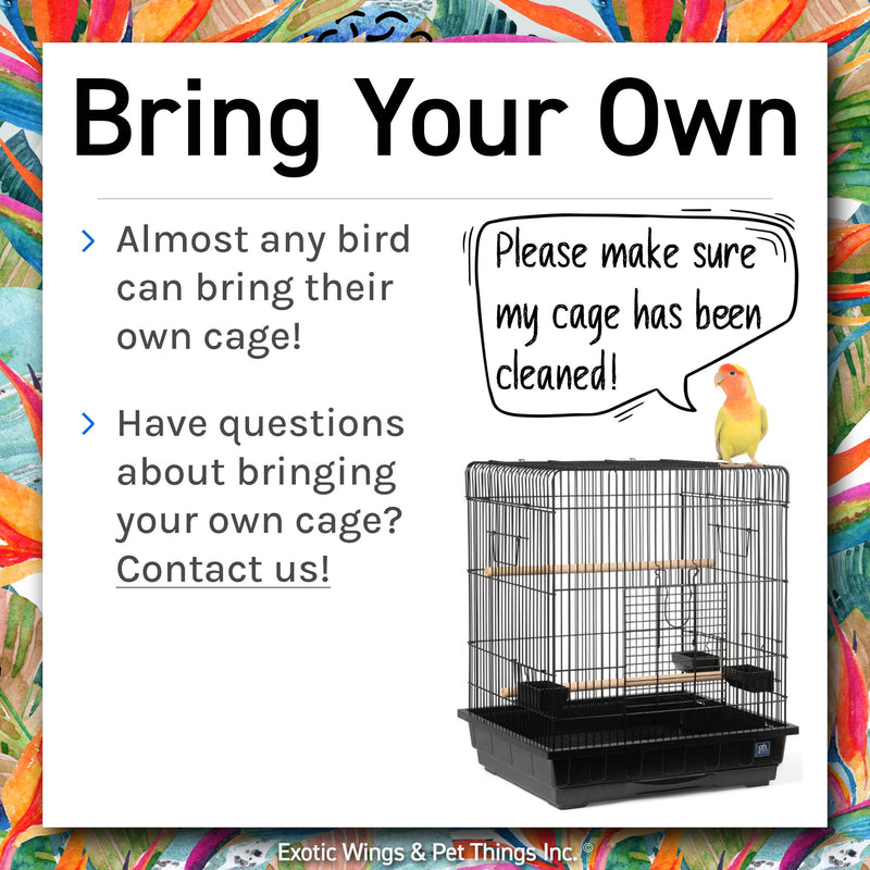 Load image into Gallery viewer, Bird Boarding