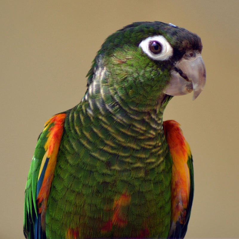 Load image into Gallery viewer, Hand Fed Fiery-Shouldered Conure - Pyrrhura egregia