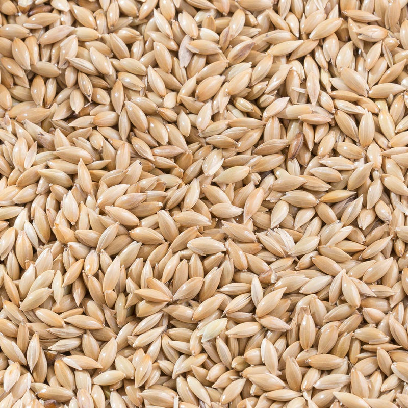 Load image into Gallery viewer, Whole Canary Grass Seed (Recleaned Canary Seed)๐