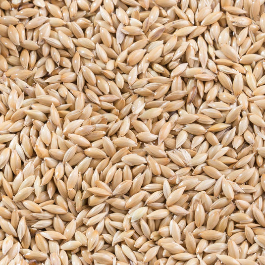 Whole Canary Grass Seed (Recleaned Canary Seed)🍁