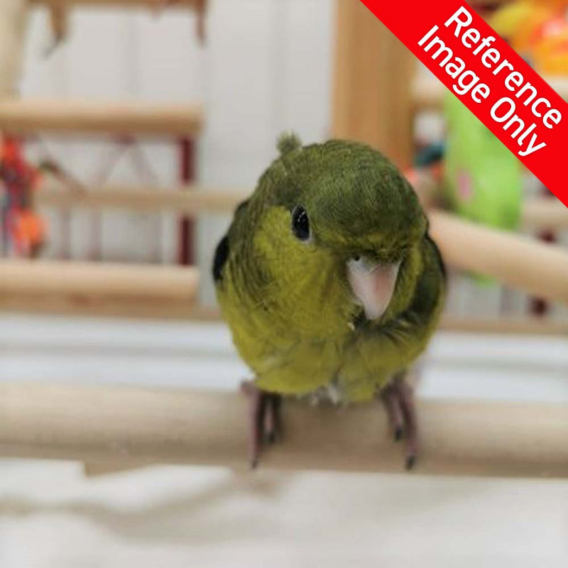 Load image into Gallery viewer, #Mutation_Olive