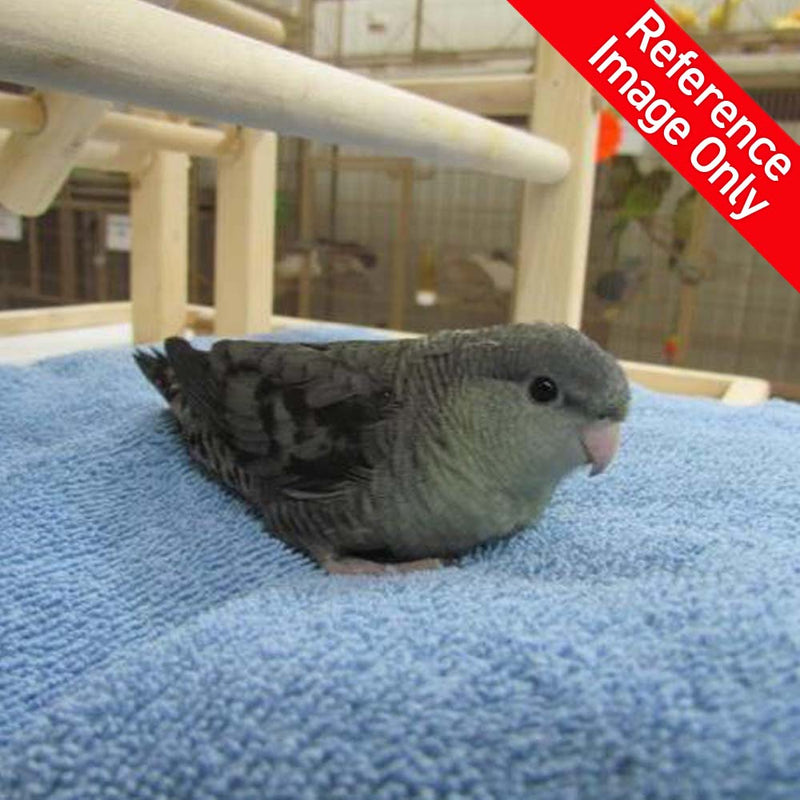 Load image into Gallery viewer, #Mutation_Mauve (Slate)