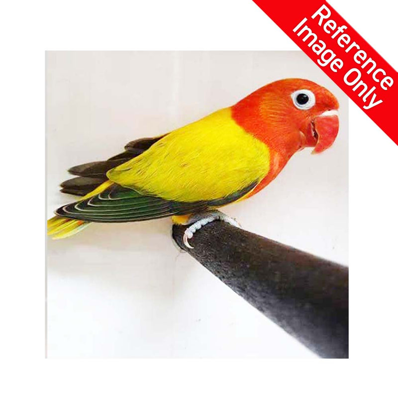 Load image into Gallery viewer, #Mutation_Euwing
