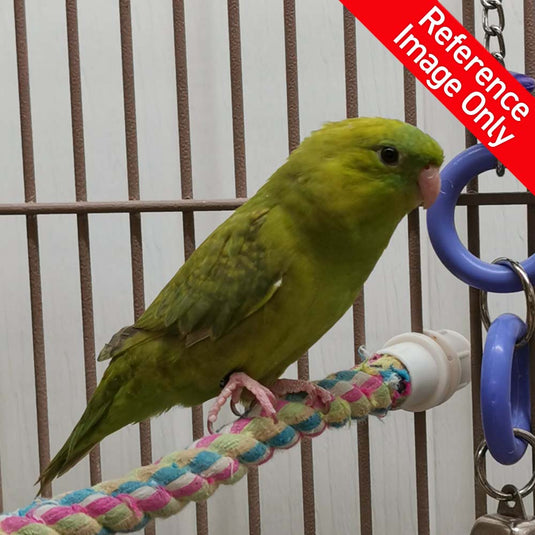 Hand Fed Lineolated Parakeet / Mutation - Bolborhynchus lineola