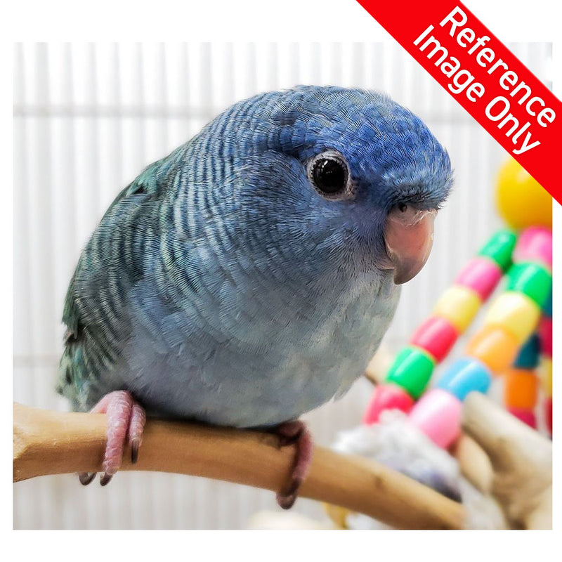 Load image into Gallery viewer, #Mutation_Cobalt