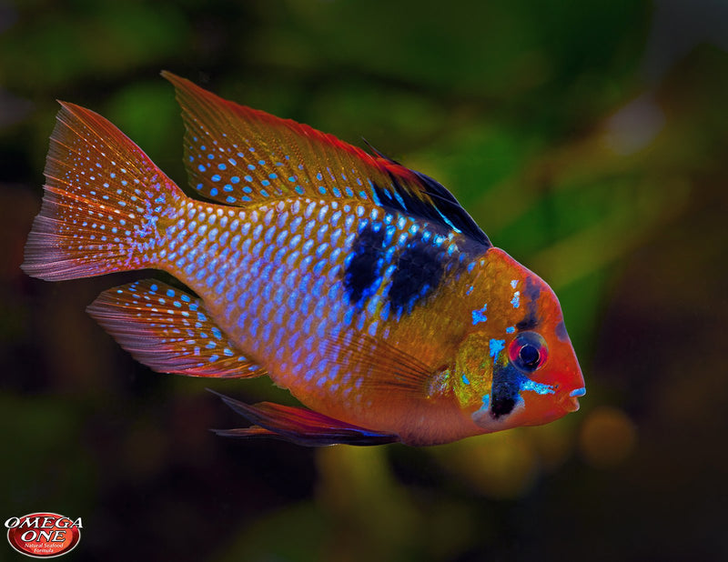 Load image into Gallery viewer, Omega One First Flakes for Tropical Fish