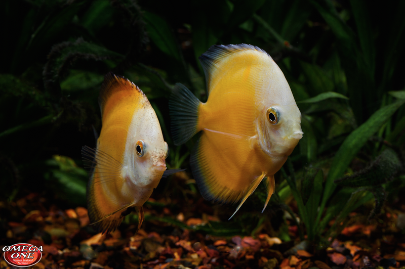 Load image into Gallery viewer, Omega One First Flakes for Tropical Fish