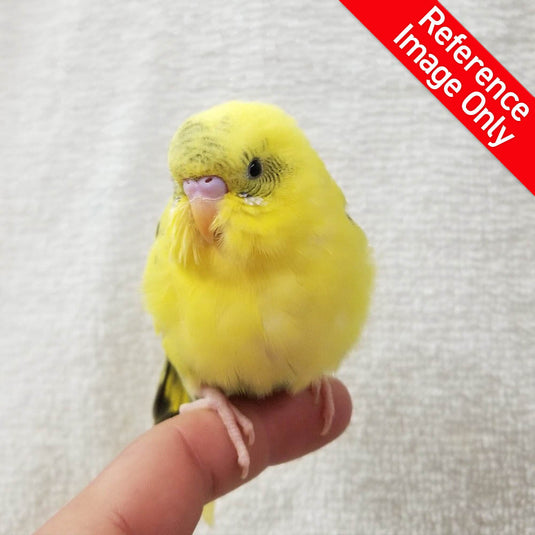 Hand Fed Budgie Parakeet - Melopsittacus undulatus