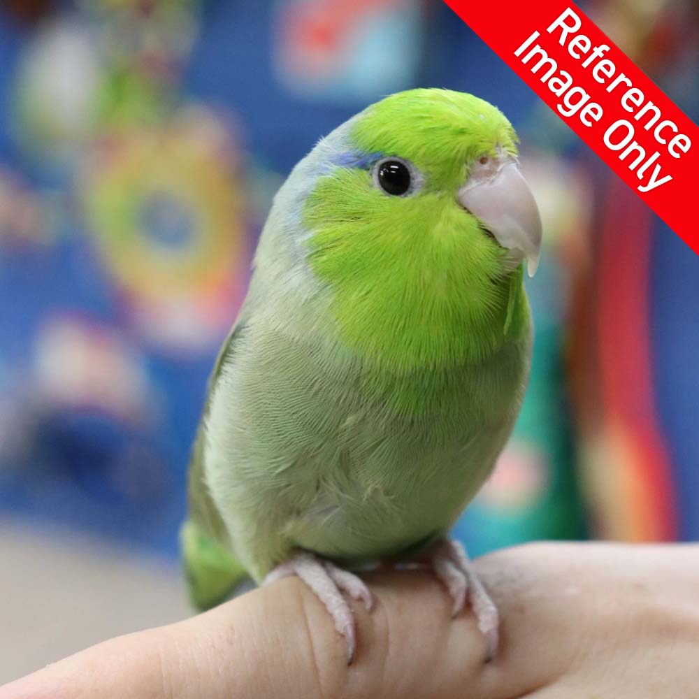 Parrotlet for sale deals