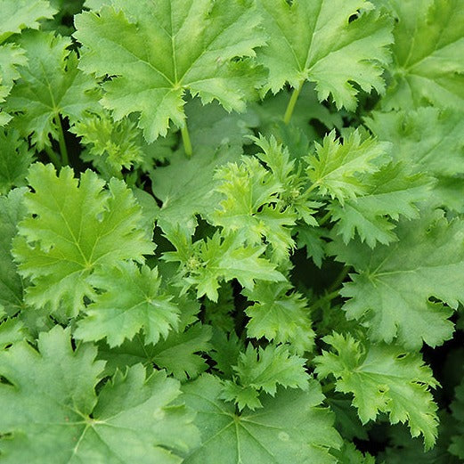 Load image into Gallery viewer, Apple Crisp | Coral Bells 1 Gal