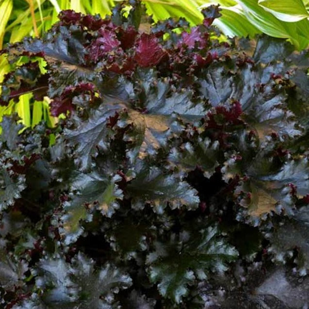 Load image into Gallery viewer, Black Taffeta | Coral Bells 1 Gal