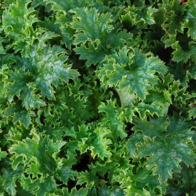 Load image into Gallery viewer, Apple Crisp | Coral Bells 1 Gal