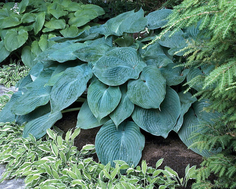 Load image into Gallery viewer, Blue Angel | Specialty Hosta 1 Gal