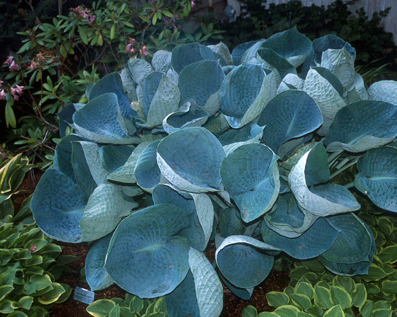 Load image into Gallery viewer, Abiqua Drinking Gourd | Specialty Hosta 1 Gal