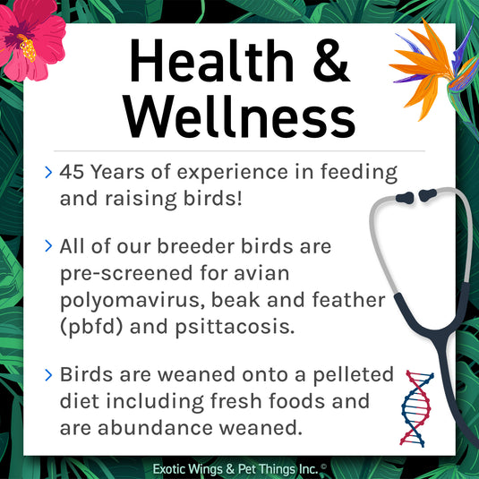 Hand Fed Black Capped Conure - Pyrrhura rupicola