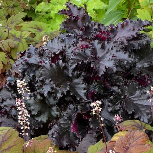 Load image into Gallery viewer, Black Taffeta | Coral Bells 1 Gal